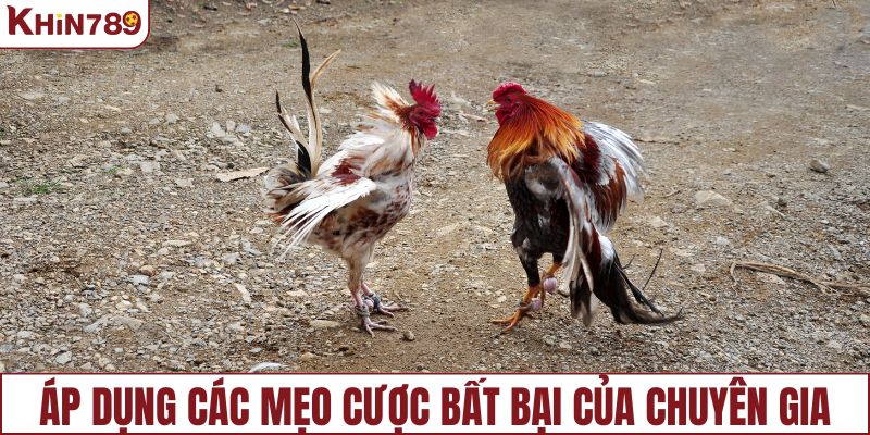 Áp dụng các mẹo cược bất bại của các chuyên gia hàng đầu
