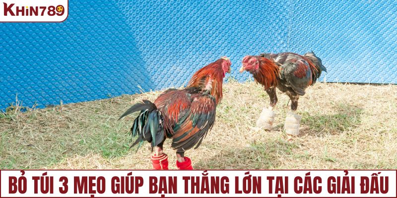 Bỏ túi 3 mẹo giúp bạn thắng lớn tại các giải đấu đá gà