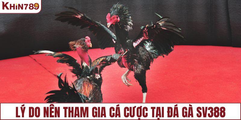 Lý do hội viên nên tham gia cá cược tại đá gà SV388
