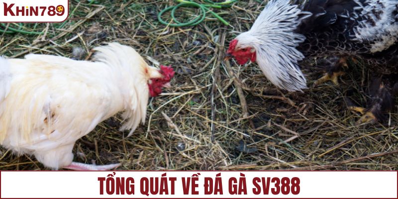 Tổng quát về đá gà SV388