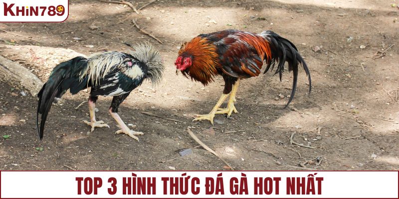 Top 3 hình thức đá gà hot nhất